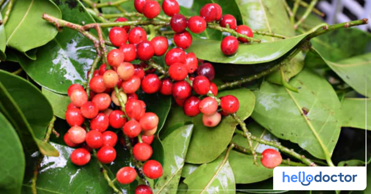 Benefits of Bignay What You Need to Know About This Wonder Fruit